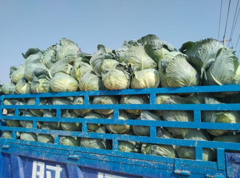 双龙三号包菜(扁圆型’