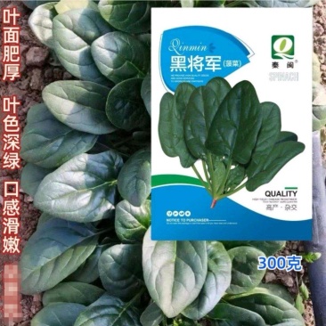 黑将军菠菜种子大叶菠菜种籽高产量四季播抗病耐农户热蔬菜种