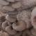 平菇鲜平菇精品平菇熟料种植、视频恰谈