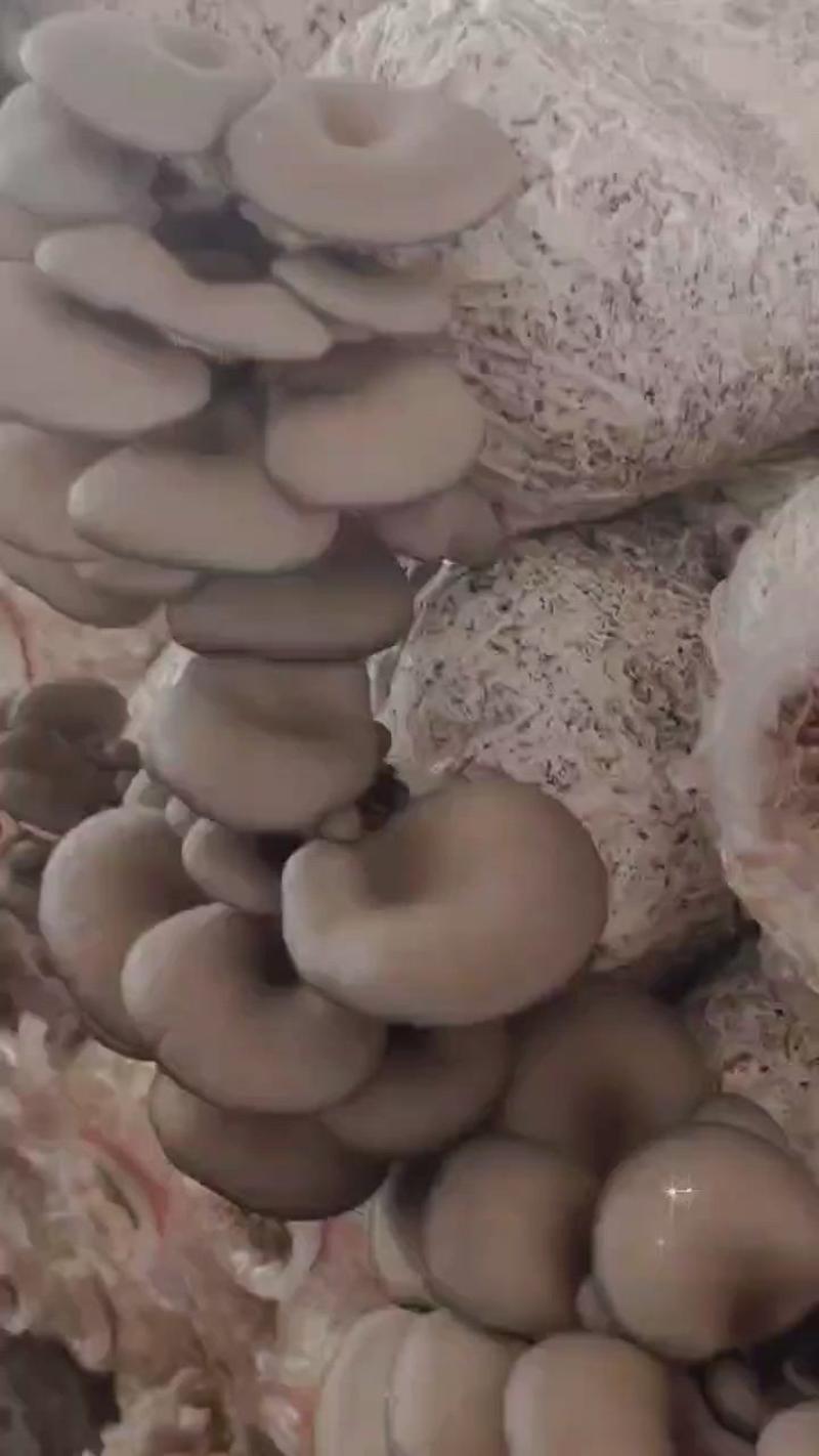 平菇鲜平菇精品平菇熟料种植、视频恰谈