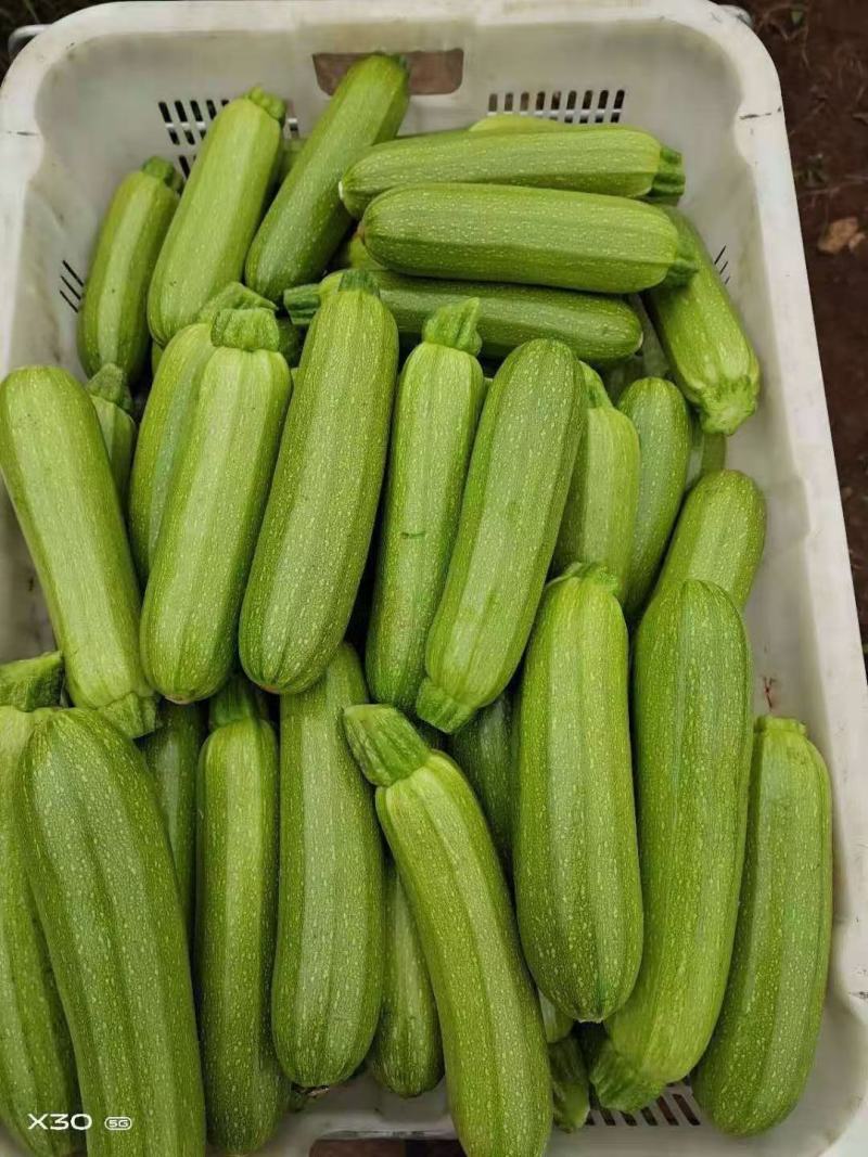 精品西葫芦，货源充足，价格实惠，欢迎客商进店选购！