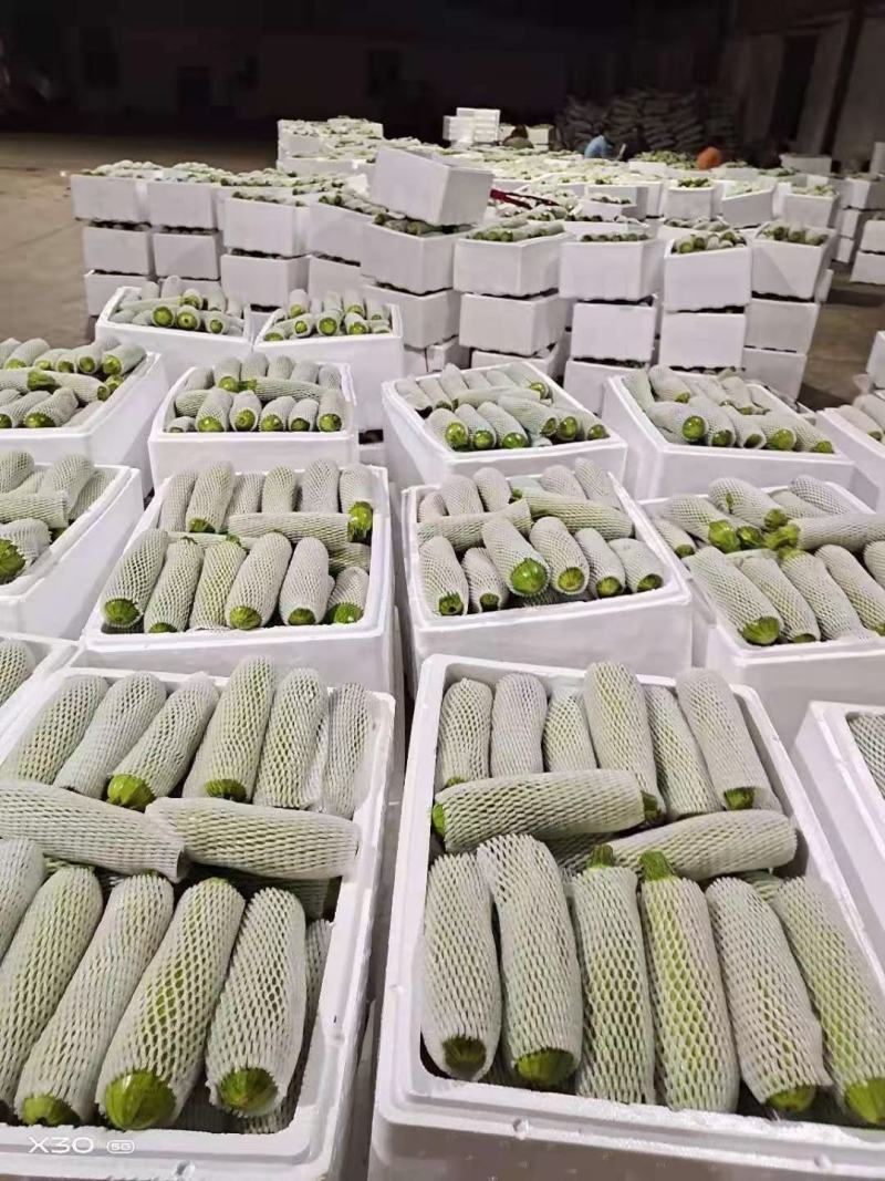 精品西葫芦，货源充足，价格实惠，欢迎客商进店选购！