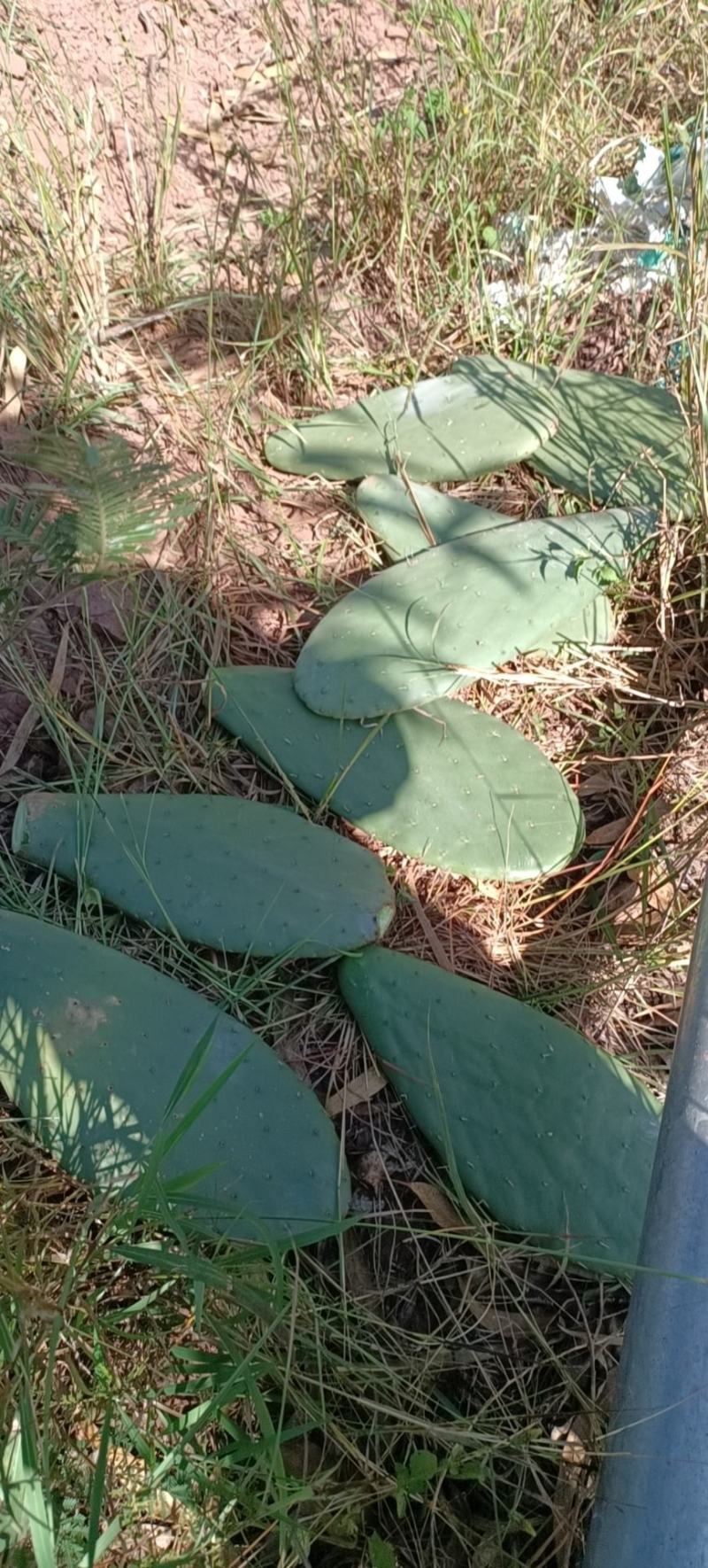 云南仙人掌米邦塔，梨果，食用，药用，造景，养殖，种植