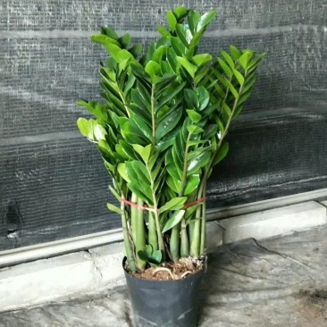 海南金钱树种植基地，量大从优，发货全国各地，规格齐全