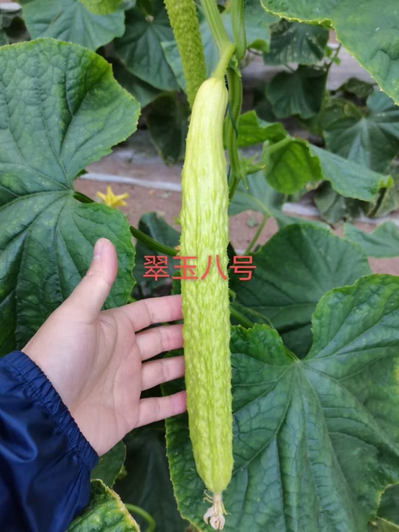 翠玉八号黄瓜刺瘤较密瓜条顺直瓜把短绿色食品甘甜醇香