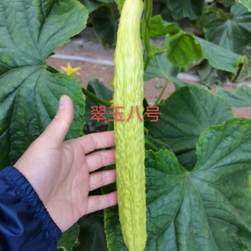 翠玉八号黄瓜刺瘤较密瓜条顺直瓜把短绿色食品甘甜醇香