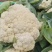 【实力】青梗白面有机花菜货源充足大量供应，量大从优