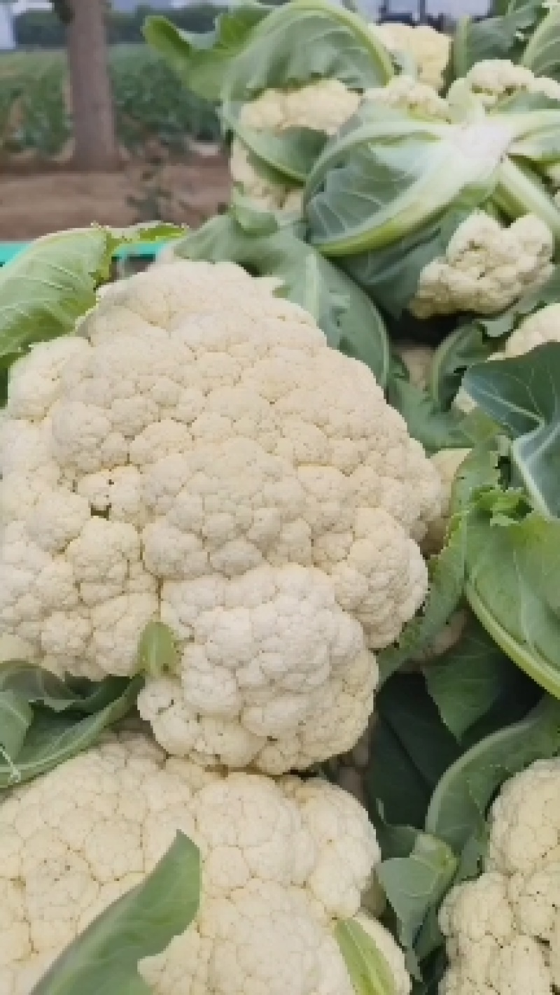 【实力】青梗白面有机花菜货源充足大量供应，量大从优