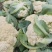 【实力】青梗白面有机花菜货源充足大量供应，量大从优