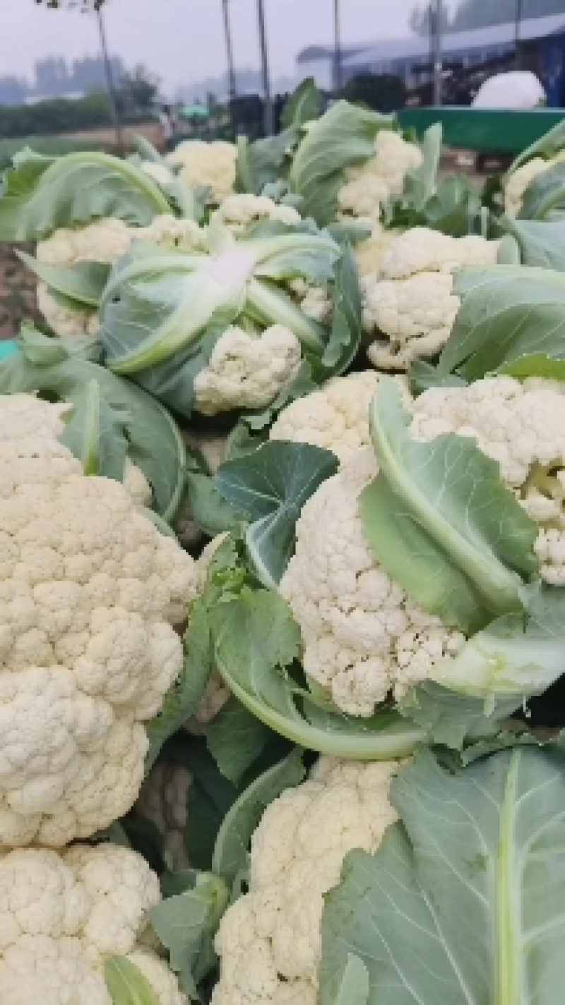 【实力】青梗白面有机花菜货源充足大量供应，量大从优