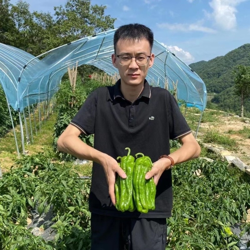欧兰德富丽薄皮椒种子品种杂交一代早中熟品种种子