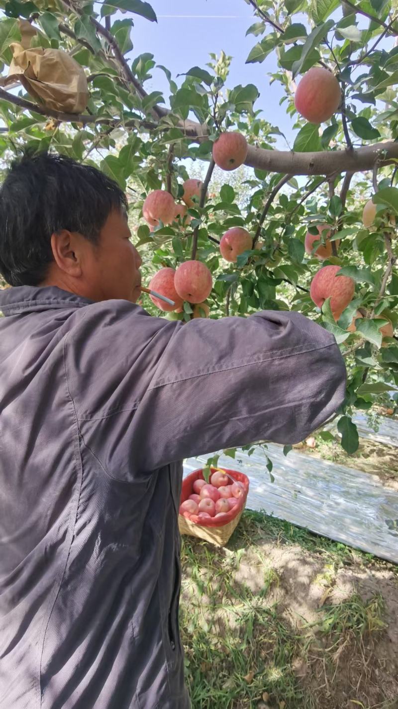 阿克苏红旗坡苹果