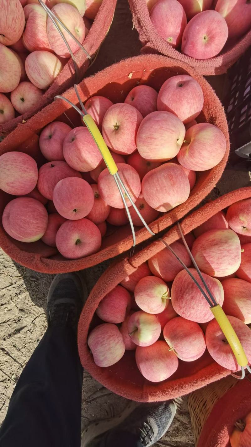 阿克苏红旗坡苹果