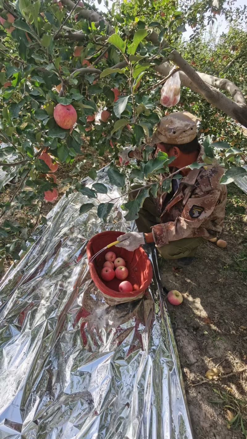 阿克苏红旗坡苹果
