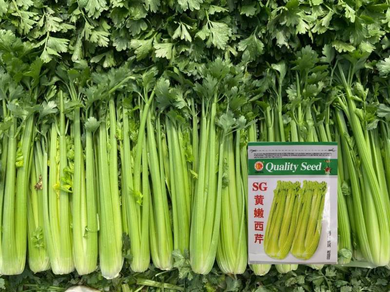 黄嫩西芹种子黄绿油亮耐抽苔春秋四季耐热耐寒大芹菜种子