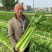 黄嫩西芹种子黄绿油亮耐抽苔春秋四季耐热耐寒大芹菜种子