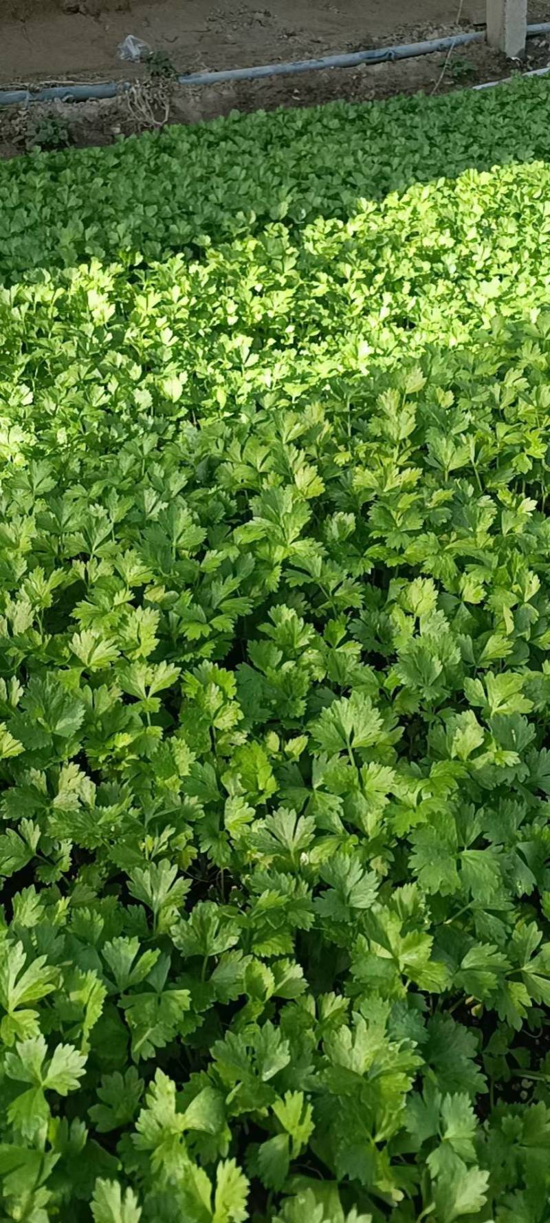 黄嫩西芹种子黄绿油亮耐抽苔春秋四季耐热耐寒大芹菜种子
