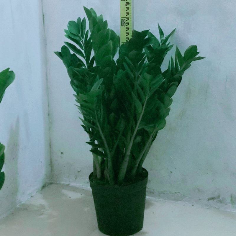 海南金钱树盆景盆栽，种植户出售全国全网入户，量大从议