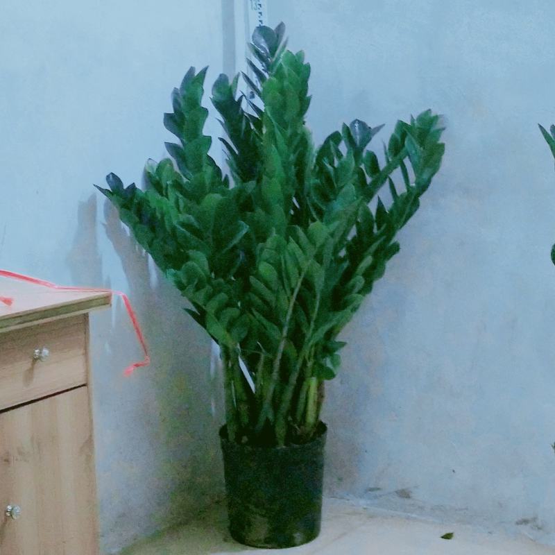 海南金钱树盆景盆栽，种植户出售全国全网入户，量大从议