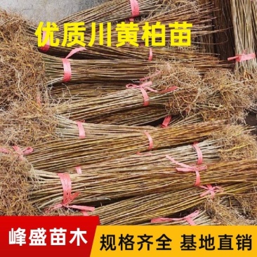 黄柏苗川黄柏苗一年苗二年苗苗木基地直发规格齐全