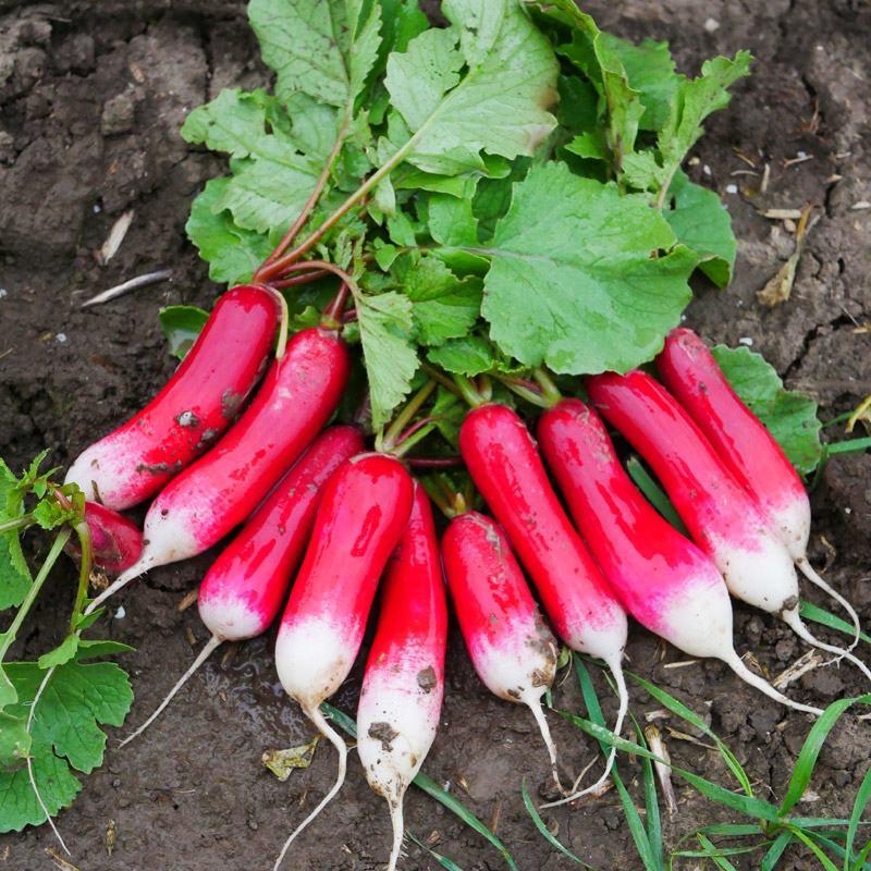 拇指萝卜种子高端迷你型水果红萝种籽早熟20天可吃秋冬季