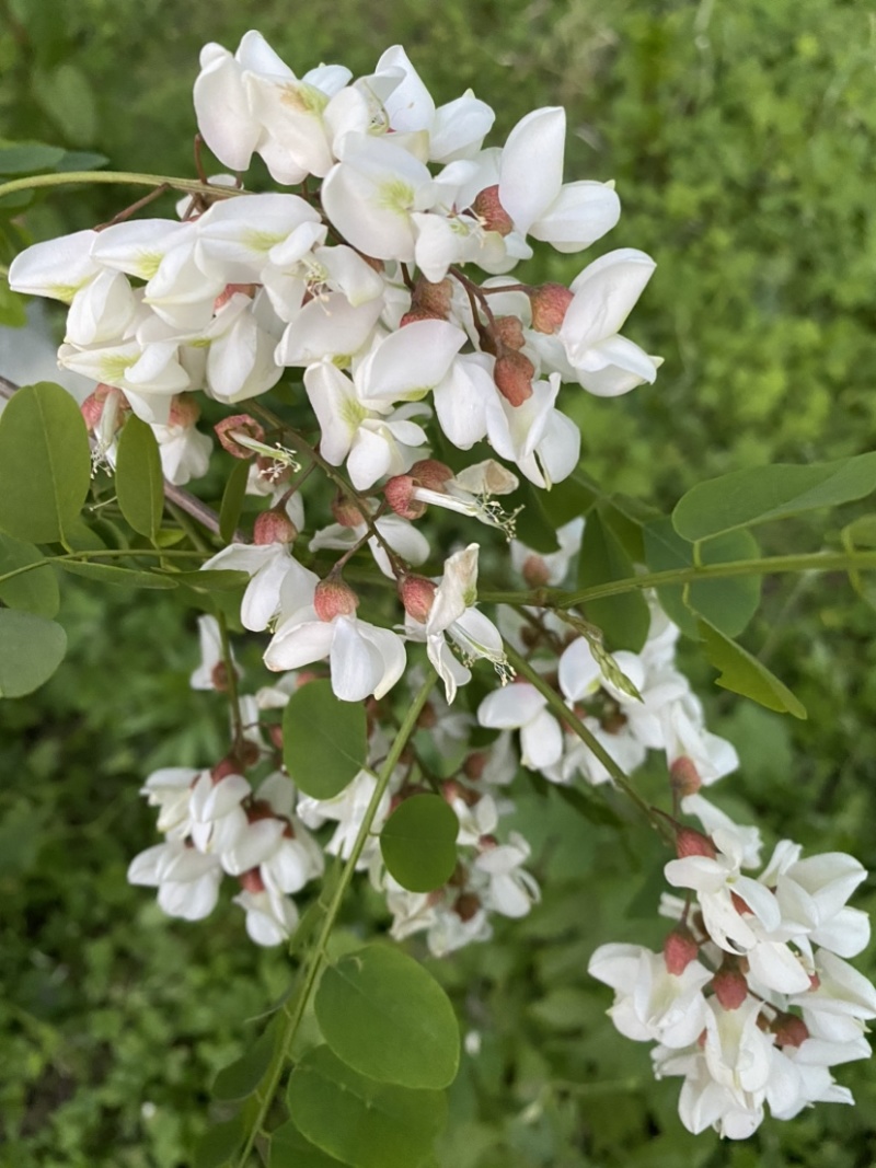 精品槐花洋槐花产地直供一手货源槐花诚信经营