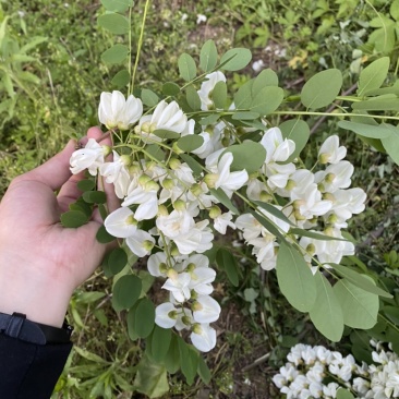 精品槐花洋槐花产地直供一手货源槐花诚信经营