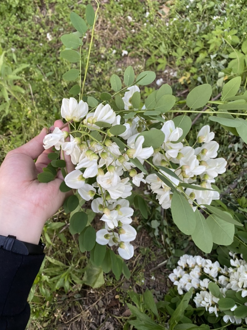 精品槐花洋槐花产地直供一手货源槐花诚信经营