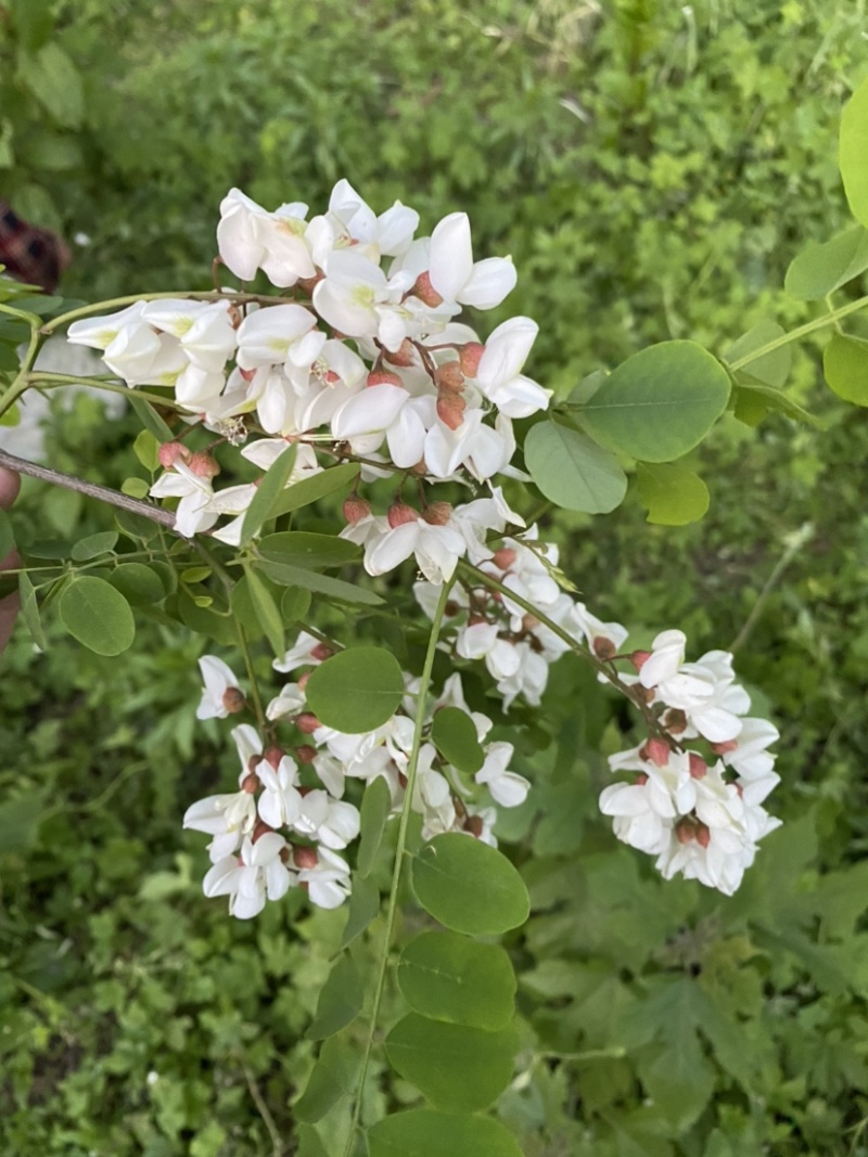 精品槐花洋槐花产地直供一手货源槐花诚信经营