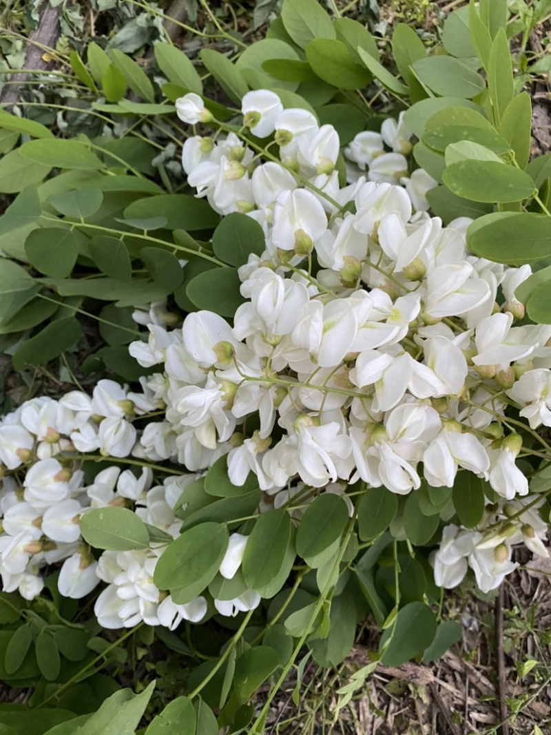 精品槐花洋槐花产地直供一手货源槐花诚信经营
