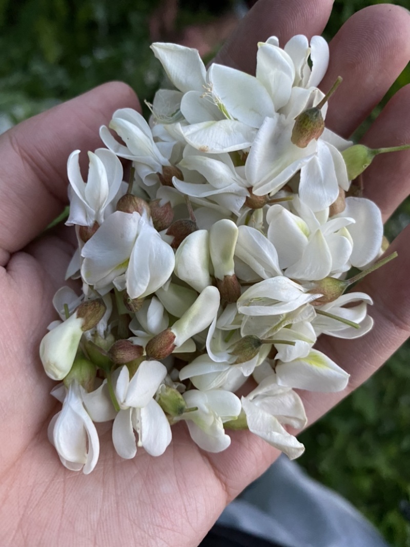 精品槐花洋槐花产地直供一手货源槐花诚信经营