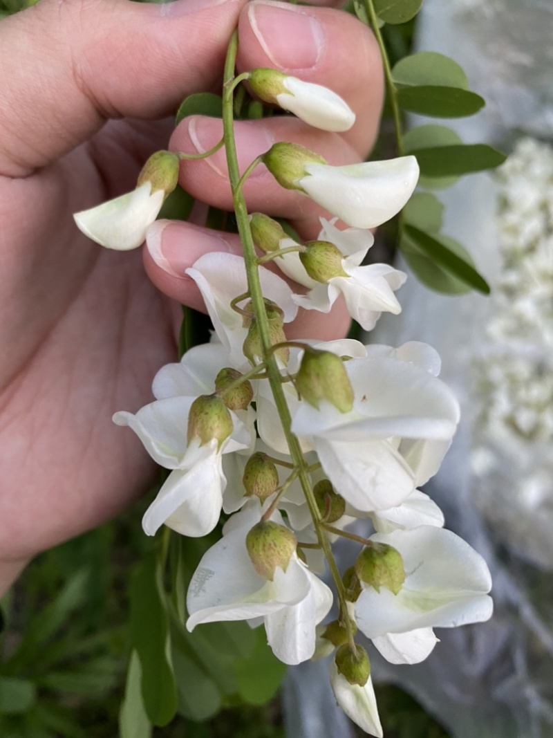 精品槐花洋槐花产地直供一手货源槐花诚信经营
