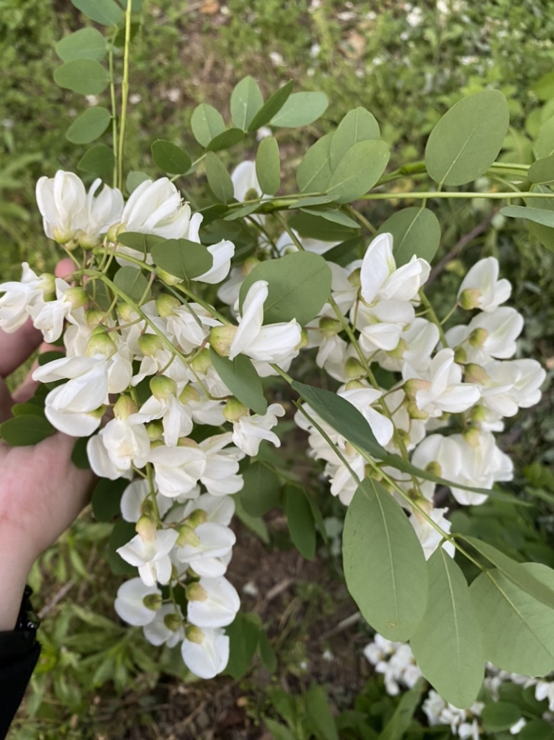 精品槐花洋槐花产地直供一手货源槐花诚信经营