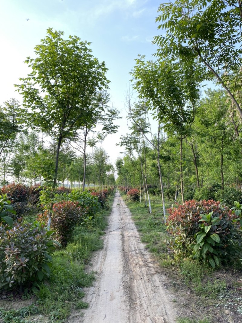 精品槐花洋槐花产地直供一手货源槐花诚信经营