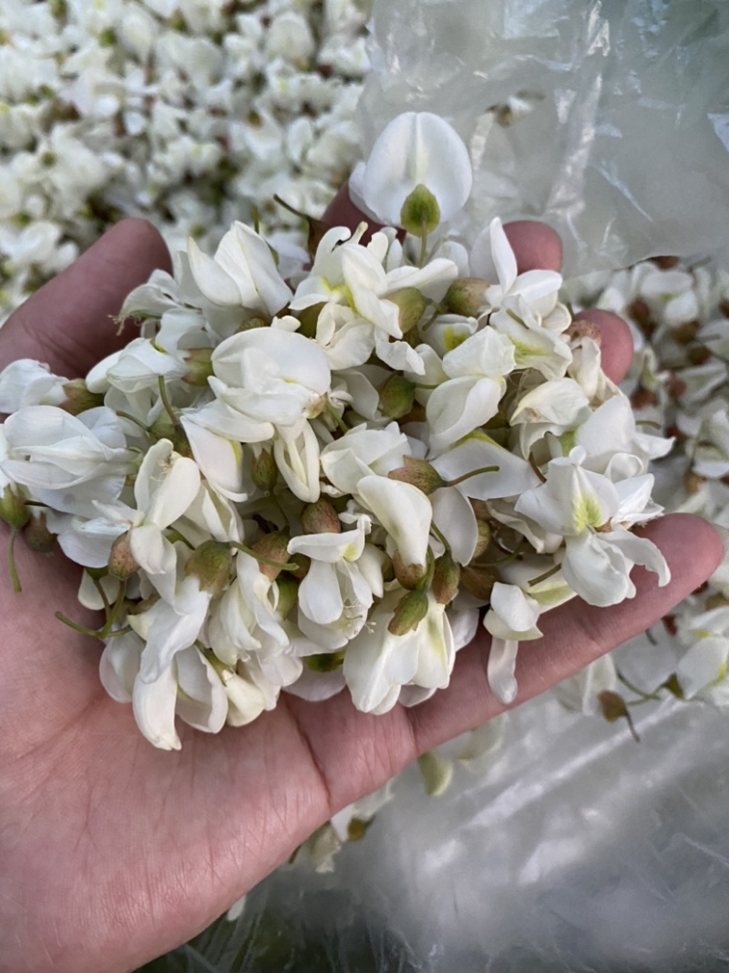精品槐花洋槐花产地直供一手货源槐花诚信经营