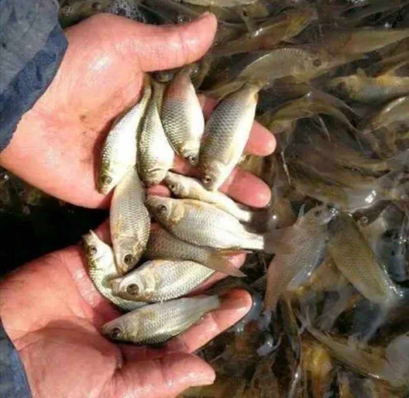 鲤鱼苗红尾