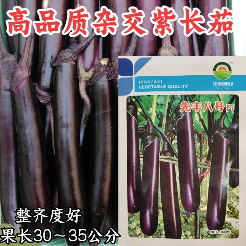 先锋八号紫长茄种子高产深紫红色光亮粗长茄子种子