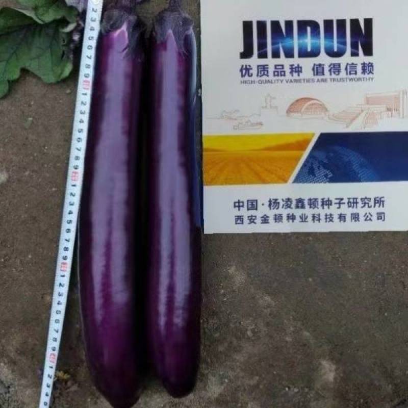 先锋八号紫长茄种子高产深紫红色光亮粗长茄子种子