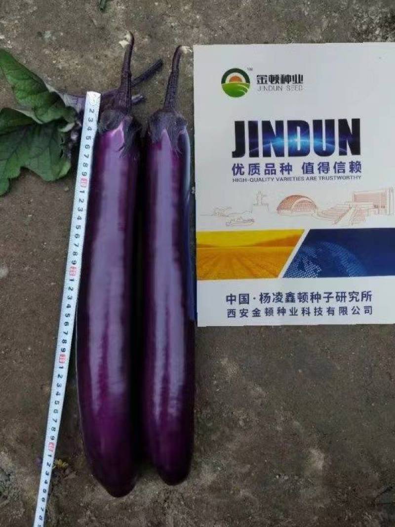 先锋八号紫长茄种子高产深紫红色光亮粗长茄子种子