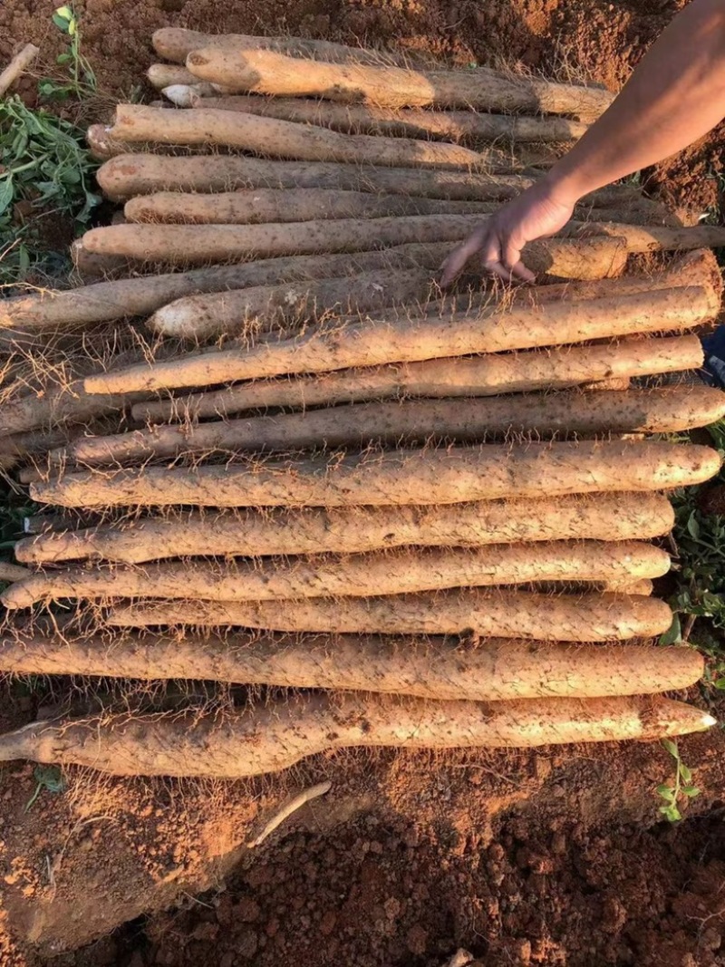 广西山药/白鬼淮山药，本人种植400亩，全国发货，产地价