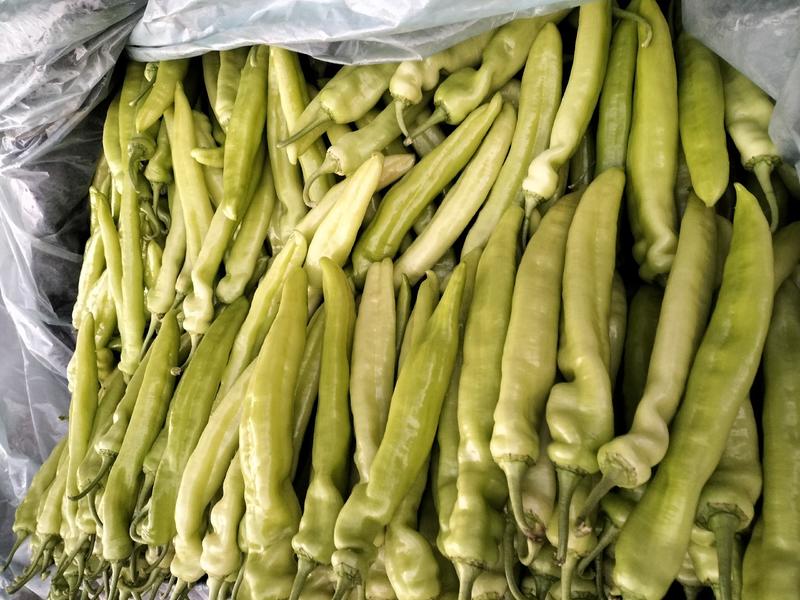 山东济南黄皮尖椒暖棚晚椒青椒供应全国市场商超品质好货量大