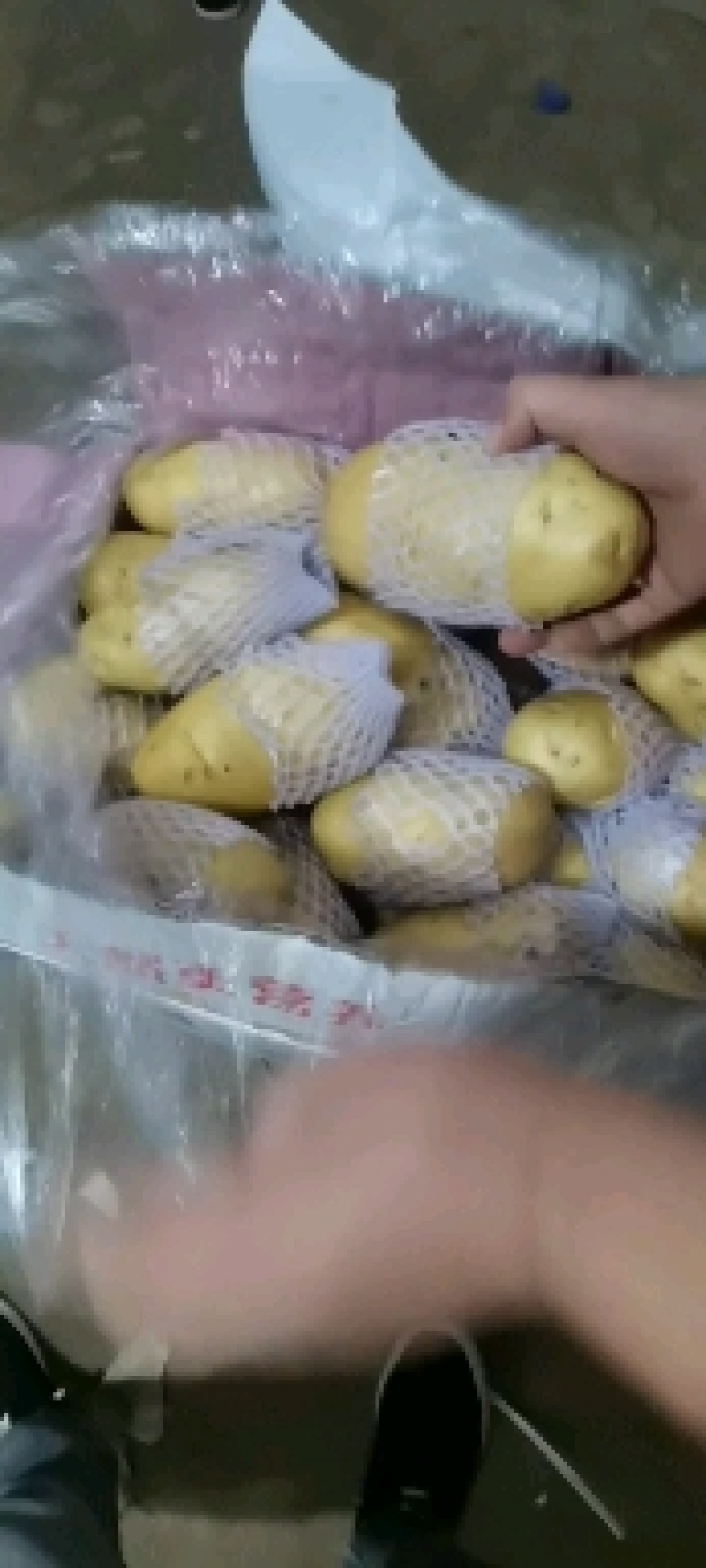 滕州冷库土豆货源充足质量保证需要来的联系