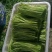 芦蒿