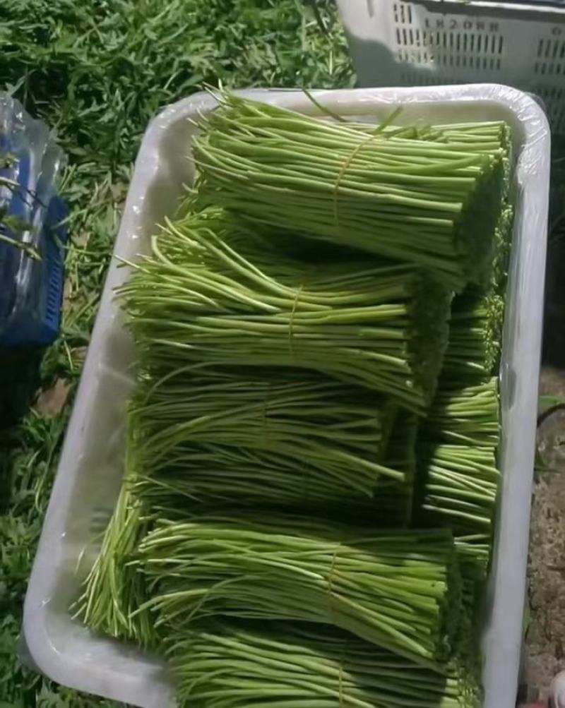 芦蒿