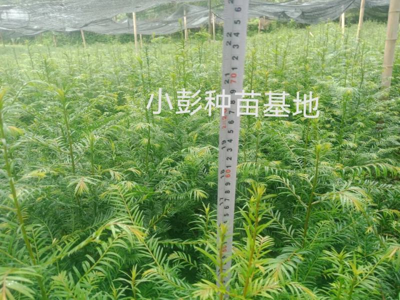 精品高含量红豆杉种苗