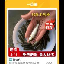 精品草鱼苗大量出售四川贵州云南重庆可以免费送货到家