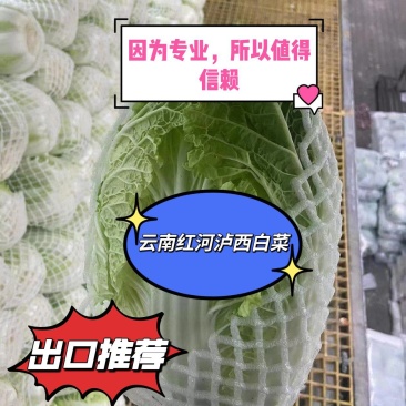云南红河泸西高原白菜出口货和市场货都有，对接电商出口客户