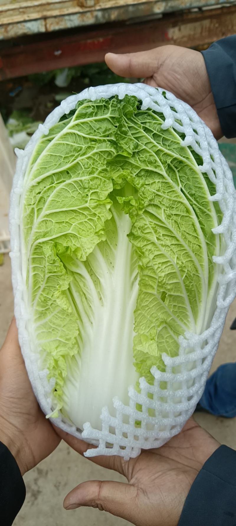云南红河泸西高原白菜出口货和市场货都有，对接电商出口客户