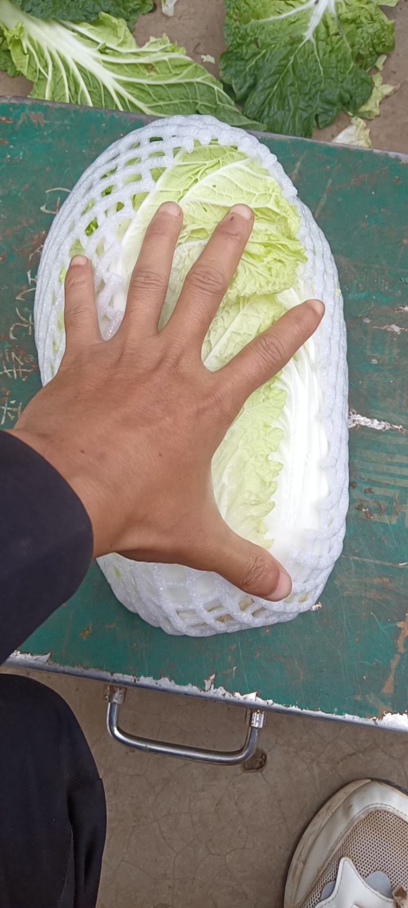 云南红河泸西高原白菜出口货和市场货都有，对接电商出口客户
