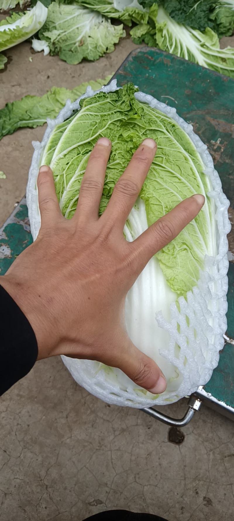 云南红河泸西高原白菜出口货和市场货都有，对接电商出口客户